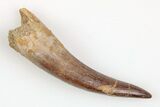 Fossil Plesiosaur (Zarafasaura) Tooth - Morocco #202011-1